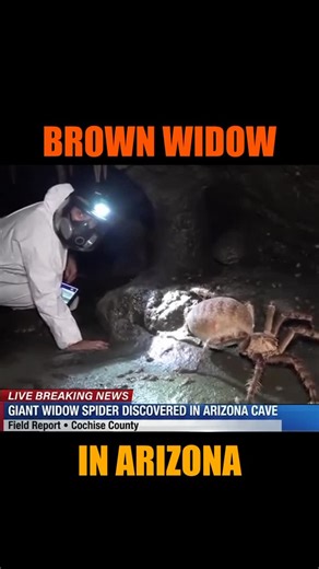 StrangeAI on Instagram: "A massive brown widow spider reportedly discovered deep inside an Arizona cave has people seriously questioning what’s hiding underground. This cave find is straight out of a horror movie. #Viral #Spider #BrownWidow #Arizona #cavediscovery"