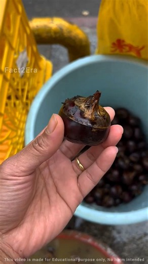 Have you ever eaten this variety of water chestnut known as Eleocharis dulcis #youtubeshorts #shorts