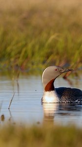 Loon rhymes with * SWOON * 😍 This creature is the Red-throated loon in its summer breeding plumage. This aquatic bird breeds in small Arctic and boreal lakes. Look for them along coastlines and estuaries in late fall to early spring and view them on large inland lakes during fall migration. Unlike other loons, Red-throated loons don't require a water runway as they can lift off land. You know what doesn’t rhyme with loon? Lead, and not properly discarding fishing line... One sinker is all it ta