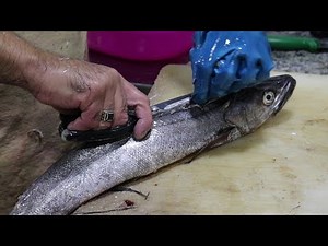POLLOCK FISH CLEANING EASY TUTORIAL