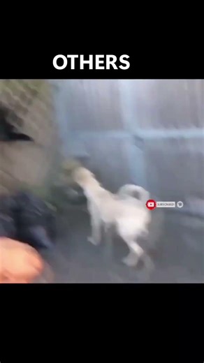 Cringe Animal Edits #shorts