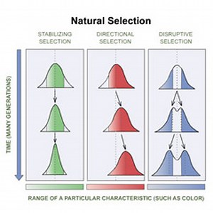 Evolution