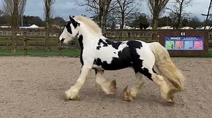 Neglected pony found with maggot-infested wound enjoys showing success in new home