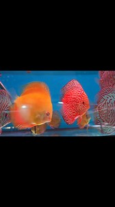 Another 3 Discus reserved for our valued customer in Adelaide South Australia! Wild Green Cross Golden Lollipop Leopard Pigeon #aquaticoaquarium #Discuslovers #discusfish #aquariumlife #aquariumfish #discusworld | Aquatico Aquarium