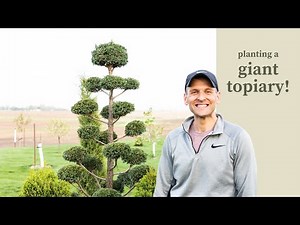 Planting a Giant Topiary!