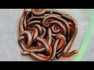 Hundreds of Giant Millipedes Discovered and Caught in the Backyard of Home