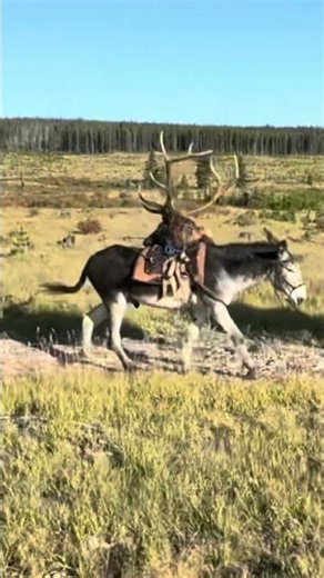 Donkey packing out an elk #hunting