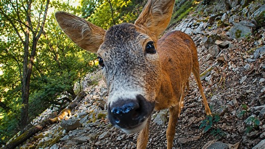 This deer came face-to-face with the hidden camera