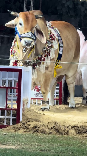 #dcattlefarmofficials0 #thakur #biggestbull #cattleranch #showstopper #collection #trending #pageforyou_🔥