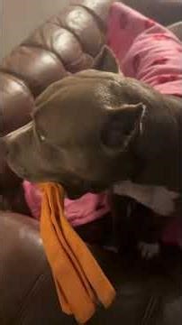 Rescue Dog Doesn’t Want To Sleep!