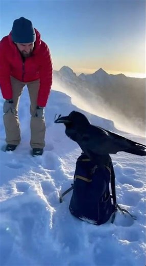 What a beautiful and intelligent animal—the New Caledonian Crow!
