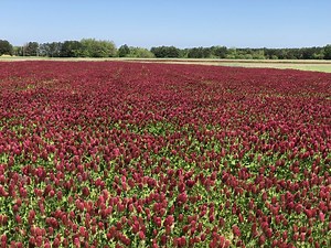 Soil carbon is a valuable resource, but all soil carbon is not created equal