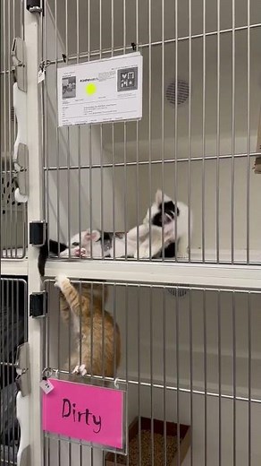 Williamson County Regional Animal Shelter