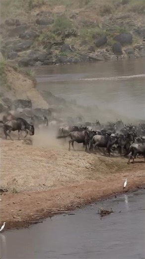 Front row seats at the great migration Masai Mara National reserve