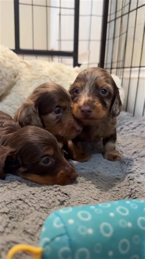 Jennifer Taylor on Instagram: "Love me some Italian babies 💞"