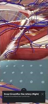Fascia iliaca Anatomy by Augmented Reality - 3D4 Medical’s Complete Anatomy App