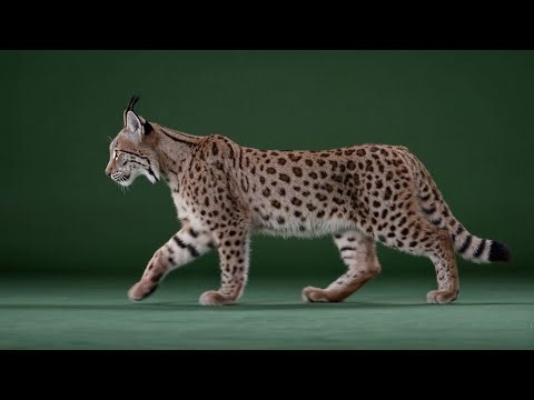 Lynx – Free Green Screen VFX Loop Animation