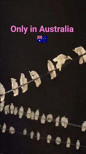 Life of Cockatoos in Australia 🇦🇺 #cockatoo #nature #birdbehaviour