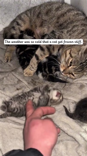 How I Revived My Kitten Using CPR Techniques