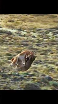 Puma vs. Guanaco! 🐾 A Wild Chase and Attack in Action