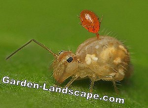 Other: Fight Springtails (Collembola) In The Potting Soil - My Beautiful Garden | 2025