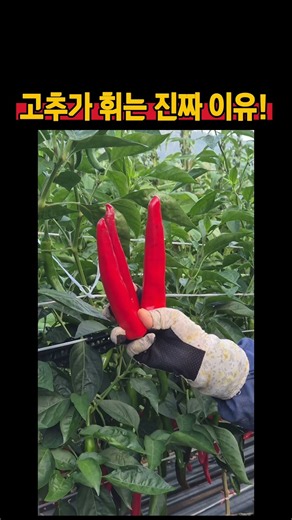 Why Do Peppers Twist? Causes of Curled Peppers and How to Fix It