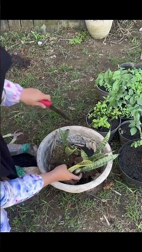 Snake plant
