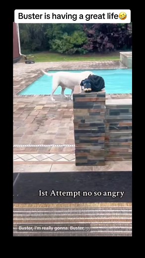 Funny Dog Buster Jumps in Swimming Pool