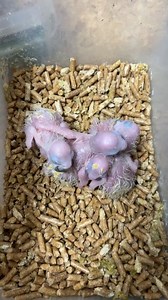 52K views · 634 reactions | Hand raise baby birds  Baby blue and gold maca  green wing macaw ❤️ Harlequin macaw  Africans grey congo ❤️ Double yellow head amazon Blue front amazon  Eclectus  | Fine feathered friends ツ | Facebook