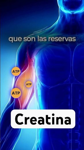 Cómo funciona la creatina en tu cuerpo