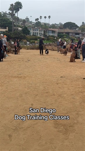 Check out our events on our meetup app under our Linktree. The meetup app is free. #community #dogtraining #sandiego