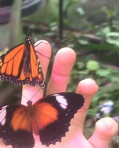 💗 Whimsy meets nature at the iconic Coffs Harbor Butterfly House. 👨‍👨‍👧‍👧 Travelling with children or want to get back in touch with your inner child? 🐰 Head down the rabbit hole and enter an enchanting world at Coffs Harbour Butterfly House. 🦖 See the pre-historic come to life with life-sized dinosaur shows. 🦋 Enter the glasshouse filled with live butterflies, and if you tread carefully – fairies! 👣 Step into the shoes of Alice and explore the Wonderland-themed mirror house. 🍴 There's