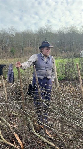 The art of traditional hedge-laying as explained by our Interpretation Assistant, Alex!