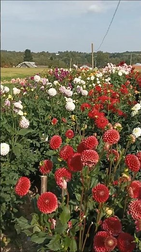 Beautiful Flower and Flowers Garden | Peaceful Nature Scenery | Relaxing Flower Video 4K 🌸🌿