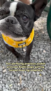 Sushi 🍣 has been matched to a few adopters who just don’t seem to see what we do. She’s got all the best qualities and honey sugar sweetness that folks typically ask for, too. In fact, she was awarded “most kissy and kissable” at one of our most recent meet and greet events by an illustrious panel of bulldog experts. 🏆 Sushi is seriously soooo tiny. So smol. An itty bitty baby that will have you calling mom to see if she saved your American Girl Doll clothes, because they’re never actually goi