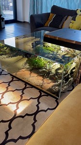 ✨Amazing Creative fish tank✨ Share a coffee table Aquarium tank🐠🐟🐡🌿☘ 📷aquadencz #Hygger #Aquariumtank #Aquariumfish #Aquarium ##aquariumhobby #aquariumlife #aquascape #aquascape #aquascaping | Hygger Aquarium