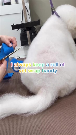 Just a quick note 📝 You know those super long Lhasa, Shih Tzu, Tibetan and Bichon tails that like to hide everything you want to trim. Just gently vet wrap it, love a bit of vet wrap, it has so many uses in a salon aside from an essential in your first aid box - for wrapping hand stripping tools, show preparation, to wrap around your clippers for comfort or for wrapping away long tails to name a few. | Verity Hardcastle