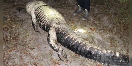 Officials kill gator responsible for deadly attack of 61-year-old