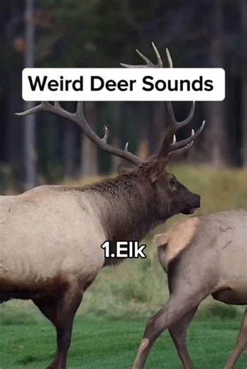 Discovering Weird Deer Sounds