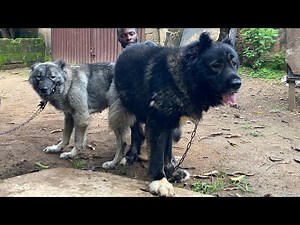 4 Reasons For Unsuccessful Dog Mating and Breeding #dog #petsrule #pets #facts #animals