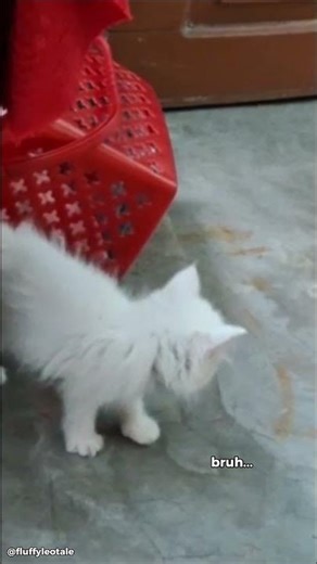 Persian Cat vs Paper Ball 😼 (Watch the Struggle!)
