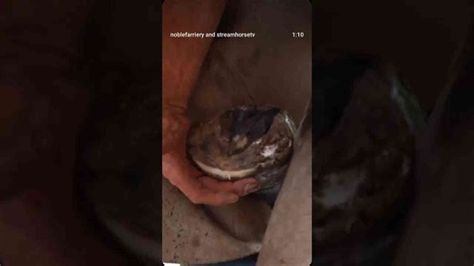 streamhorse: expert farrier demonstrating hoof trimming and care