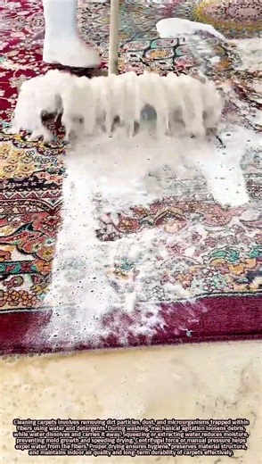 Scientific Carpet Cleaning and Water Extraction Process Explained