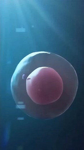 Biology on Instagram: "Chromosomes dancing during mitosis 🧬 Cell division 🎥 by ameobastudios #molecularbiology #cellbiologylab #celldivision #mitos #biologyscience"