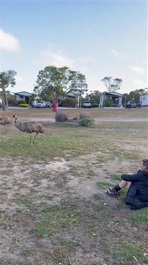 So apparently laying on your back and moving your legs in the air is an Australian bush trick to attract emus. It works because the movement is thought to mimic an injured or playing emu, which sparks their curiosity and can cause them to approach. • How it works: The action of wiggling legs in the air is theorized to trigger emus' curiosity. • Why it works: Emus may mistake the movement for an injured emu on the ground or an emu engaging in a mating or play behavior. • Origin: This is a long-st
