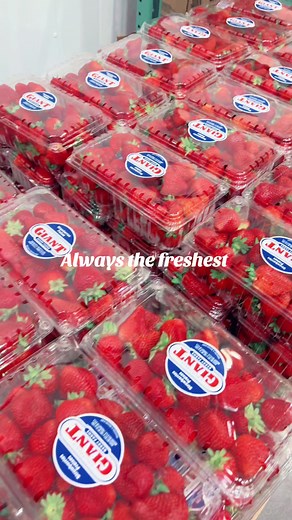 Best place to buy bulk strawberries hands down is #costco !!! Always jumbo berries & you definitely get what you pay for !!!#sweetcreationsbylu_ #treatmakeroftiktok #strawberry #smallbusines #lasvegastreats