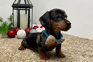 Clark - Mini Dachshund Puppy E2EC1F