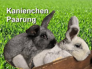 Kanienchen Paarung Rabbit Mating