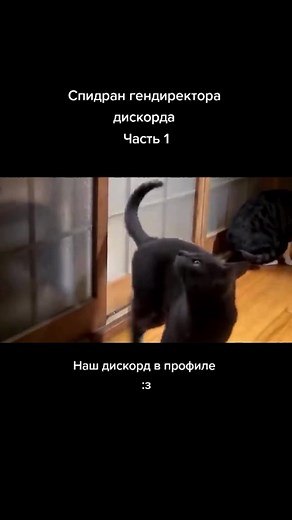 Cats and Messages from Beluga and Friends