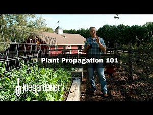 Plant Propagation For Beginners